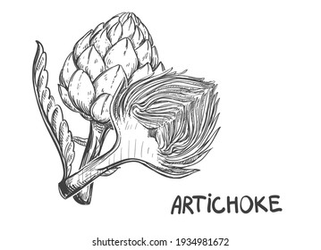 Hand drawn sketch black and white of artichoke, slice, leaf. Vector illustration. Elements in graphic style label, sticker, menu, package. Engraved style illustration.