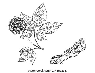 Hand drawn sketch black and white of eleutherococcus, leaf. Vector illustration. Elements in graphic style label, sticker, menu, package. Engraved style illustration.