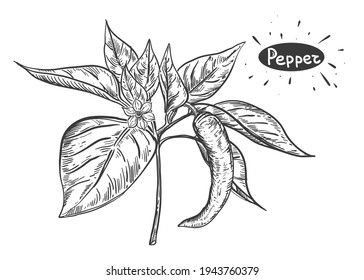 Hand drawn sketch black and white of pepper plant, leaf, flower. Vector illustration. Elements in graphic style label, card, sticker, menu, package. Engraved style illustration.