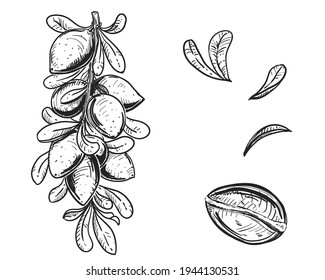 Hand drawn sketch black and white of argan, branch, shell, nut. Vector illustration. Elements in graphic style label, card, sticker, menu, package. Engraved style illustration.