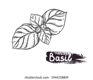 Hand drawn sketch black and white of basil, leaf. Vector illustration. Elements in graphic style label, sticker, menu, package. Engraved style illustration.