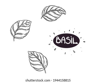 Hand Drawn Sketch Black And White Set Of Basil, Leaf. Vector Illustration. Elements In Graphic Style Label, Sticker, Menu, Package. Engraved Style Illustration.