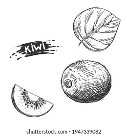 Hand drawn sketch black and white kiwi fruit, slice. Vector illustration. Elements in graphic style label, card, sticker, menu, package. Engraved style illustration.