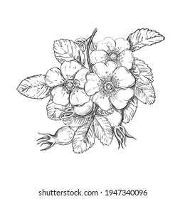 Hand drawn sketch black and white of branch dog rose, leaf, flower. Vector illustration of rosehip. Elements in graphic style label, sticker, menu, package. Engraved style illustration.