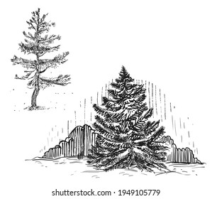Hand drawn sketch black and white of pine tree, leaf, plant, branch. Vector illustration. Elements in graphic style label, card, sticker, menu, package. Engraved style.