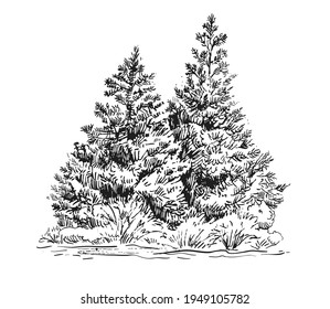 Hand drawn sketch black and white of pine tree, leaf, plant, branch. Vector illustration. Elements in graphic style label, card, sticker, menu, package. Engraved style.