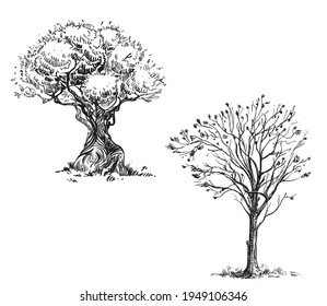 Dibujo manual en blanco y negro de árbol, hoja, planta, rama. Ilustración vectorial. Elementos en etiqueta de estilo gráfico, tarjeta, etiqueta, menú, paquete. Estilo grabado.