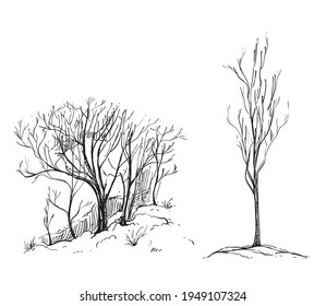 Hand drawn sketch black and white of tree, leaf, plant, branch. Vector illustration. Elements in graphic style label, card, sticker, menu, package. Engraved style.