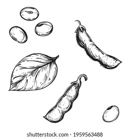 Hand drawn sketch black and white soybean, soy seeds, leaf. Vector illustration. Elements in graphic style label, card, sticker, menu, package. Engraved style illustration.