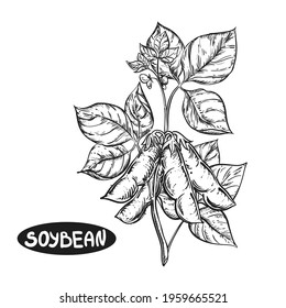 Hand drawn sketch black and white soybean, soy plant, leaf. Vector illustration. Elements in graphic style label, card, sticker, menu, package. Engraved style illustration.