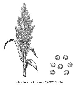 Hand drawn sketch black and white sorgo ear, grain, seeds, leaf. Vector illustration. Elements in graphic style label, card, sticker, menu, package. Engraved style illustration.