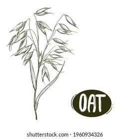 Hand drawn sketch black and white oat branch, grain, seeds, grass. Vector illustration. Elements in graphic style label, card, sticker, menu, package. Engraved style