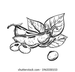 Hand drawn sketch black and white soybean, soy seeds, leaf. Vector illustration. Elements in graphic style label, card, sticker, menu, package. Engraved style illustration.