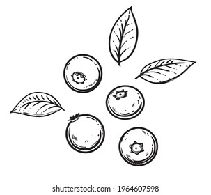 Hand drawn sketch black and white blueberry branch, berry, leaf. Vector illustration. Elements in graphic style label, card, sticker, menu, package. Engraved style.