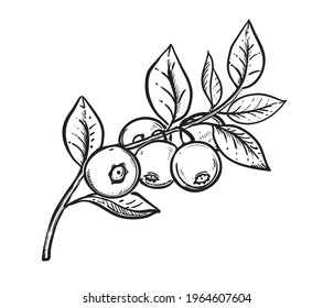 Boceto dibujado a mano rama de arándano blanco y negro, berry, hoja. Ilustración vectorial. Elementos en etiqueta de estilo gráfico, tarjeta, etiqueta, menú, paquete. Estilo grabado.