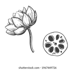 Hand drawn sketch black and white japanese lotus root, vegetable slice, flower. Vector illustration. Elements in graphic style label, card, sticker, menu, package. Engraved style.