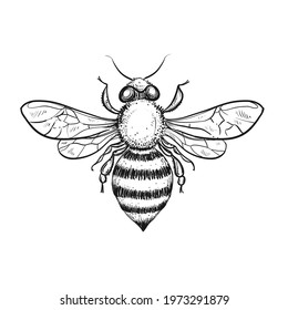 Hand drawn sketch black and white insect honeybee. Vector illustration. Elements in graphic style label, card, sticker, menu, package. Engraved style.