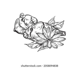 Hand drawn sketch black and white topinambur, leaf, earth apple, flower. Vector illustration. Elements in graphic style label, card, sticker, menu, package. Engraved style.