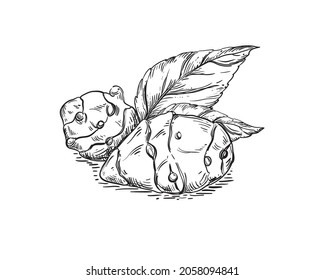 Hand drawn sketch black and white topinambur, leaf, earth apple, flower. Vector illustration. Elements in graphic style label, card, sticker, menu, package. Engraved style.