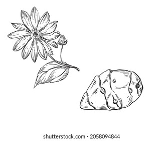 Hand drawn sketch black and white topinambur, leaf, earth apple, flower. Vector illustration. Elements in graphic style label, card, sticker, menu, package. Engraved style.