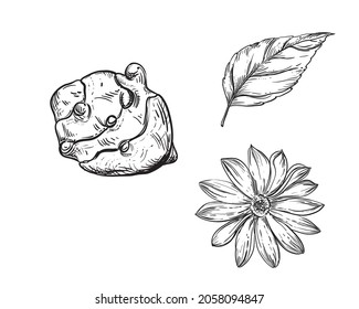 Hand drawn sketch black and white topinambur, leaf, earth apple, flower. Vector illustration. Elements in graphic style label, card, sticker, menu, package. Engraved style.