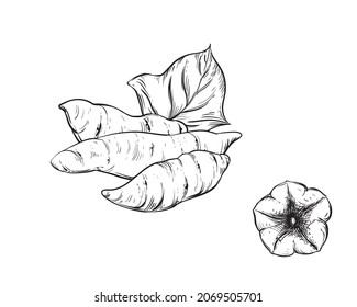 Hand drawn sketch black and white of tuber, yam, leaf, sweet potato. Vector illustration. Elements in graphic style label, card, sticker, menu, package. Engraved style illustration.