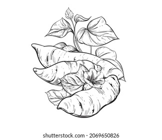 Hand drawn sketch black and white of tuber, yam, leaf, sweet potato, flower. Vector illustration. Elements in graphic style label, card, sticker, menu, package. Engraved style illustration.