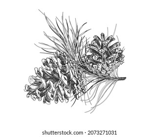 Hand drawn sketch black and white of pinecone branch. Vector illustration of fir cone. Elements in graphic style label, card, sticker, menu, package. Engraved style illustration.