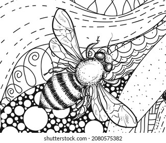 Hand drawn sketch black and white of coloring book, honeybee, bee. Vector illustration. Elements in graphic style label, card, sticker, menu, package. Engraved