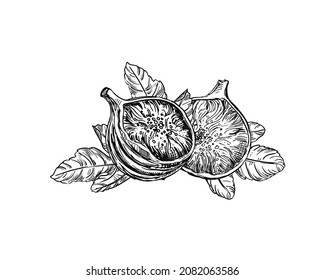 Hand drawn sketch black and white of figs, leaf. Vector illustration. Elements in graphic style label, card, sticker, menu, package. Engraved style illustration.