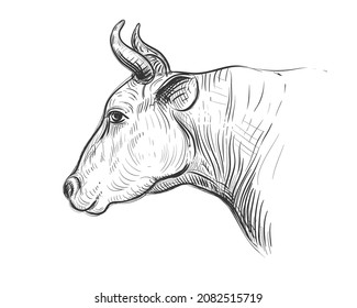 Hand drawn sketch black and white of cow face. Vector illustration. Elements in graphic style label, card, sticker, menu, package. Engraved style illustration.