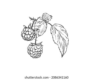 Hand drawn sketch black and white of raspberry, leaf, berry branch. Vector illustration. Elements in graphic style label, card, sticker, menu, package. Engraved style illustration.