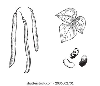 Handgezeichnete Skizze schwarz-weißer Satz von Saitenbohnen, Bohnen, Blatt. Vektorgrafik. Elemente in grafischer Stilbezeichnung, Karte, Aufkleber, Menü, Verpackung. Gravierte Stilgrafik.