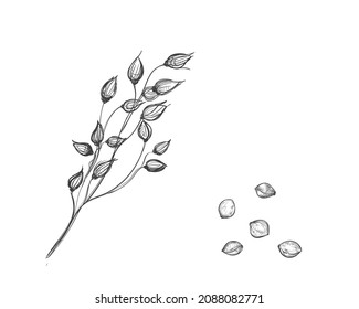 Hand drawn sketch black and white set of millet, grain, leaf. Vector illustration. Elements in graphic style label, card, sticker, menu, package. Engraved style illustration.