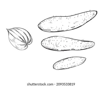 Hand drawn sketch black and white of yam, batata, leaf, sweet potato, slice. Vector illustration. Elements in graphic style label, card, sticker, menu, package. Engraved style illustration.