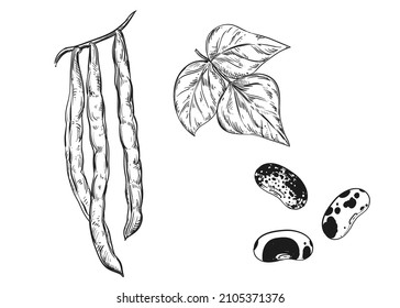 Dibujo manual en blanco y negro de frijol de cuerda, hoja, vaina. Ilustración vectorial. Elementos en etiqueta de estilo gráfico, tarjeta, etiqueta, menú, paquete. Ilustración de estilo grabada.