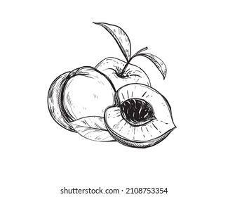 Hand drawn sketch black and white of peach fruit, apricot, leaf. Vector illustration. Elements in graphic style label, card, sticker, menu, package. Engraved style illustration.