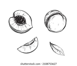 Hand drawn sketch black and white of peach fruit, apricot, leaf. Vector illustration. Elements in graphic style label, card, sticker, menu, package. Engraved style illustration.