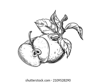 Hand drawn sketch black and white of apple fruit, slice, leaf. Vector illustration. Elements in graphic style label, card, sticker, menu, package. Engraved style illustration.