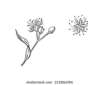 Hand drawn sketch black and white of linden flowers, leaf. Vector illustration. Elements in graphic style label, card, sticker, menu, package. Engraved style illustration.