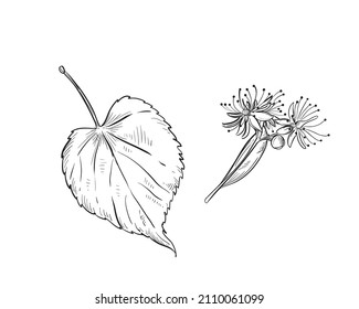 Dibujo manual en blanco y negro de flores de linden, hoja. Ilustración vectorial. Elementos en etiqueta de estilo gráfico, tarjeta, etiqueta, menú, paquete. Ilustración de estilo grabada.