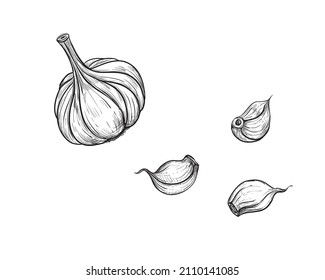 Handgezeichnete Skizze schwarz-weißer Knoblauch, Slice. Vektorgrafik. Elemente in grafischer Stilbezeichnung, Karte, Aufkleber, Menü, Verpackung. Gravierte Stilgrafik.