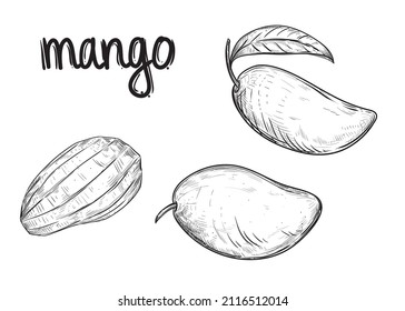 Hand drawn sketch black and white set of fruit mango, slice, leaf. Vector illustration. Elements in graphic style label, card, sticker, menu, package. Engraved style illustration.