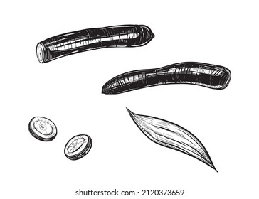 Hand drawn sketch black and white of spanish salsify, black oyster plant, leaf, root, slice. Vector illustration. Elements in graphic style label, card, sticker, menu, package. Engraved.