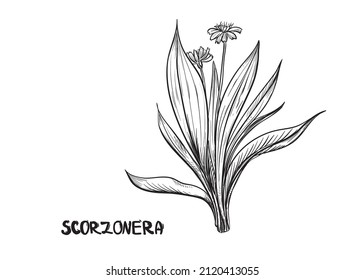 Handgezeichnete Skizze schwarz-weiß aus spanischer Salsify, schwarze Austernpflanze, Blatt, Wurzel, Blume. Vektorgrafik. Elemente in grafischer Stilbezeichnung, Karte, Aufkleber, Menü, Verpackung. graviert.