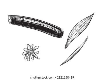 Handgezeichnete Skizze schwarz-weiß aus spanischer Salsify, schwarze Austernpflanze, Blatt, Wurzel, Blume. Vektorgrafik. Elemente in grafischer Stilbezeichnung, Karte, Aufkleber, Menü, Verpackung. graviert.