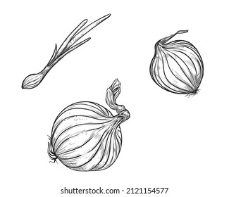 Hand drawn sketch black and white of onion, slice. Vector illustration. Elements in graphic style label, card, sticker, menu, package. Engraved style illustration.