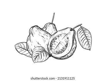 Hand drawn sketch black and white of fruit guava, plant, leaf. Vector illustration. Elements in graphic style label, card, sticker, menu, package. Engraved.