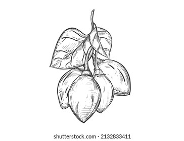 Hand drawn sketch black and white of fruit tamarillo, branch, plant, leaf. Vector illustration. Elements in graphic style label, card, sticker, menu, package. Engraved style illustration.
