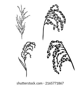 Hand drawn sketch black and white of rice, ear, leaf, grain. Vector illustration. Elements in graphic style label, card, sticker, menu, package. Engraved style illustration.